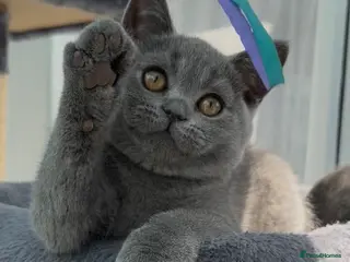 British Shorthair cats Blue British Shorthair Kitten FOR SALE - Advert 8