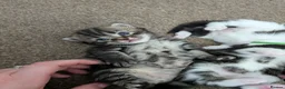 Mixed Breed cats for sale: Gorgeous kittens - Advert 12