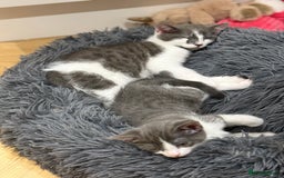 Domestic Shorthair cats for sale: Grey and White gorgeous kittens  - Image 13