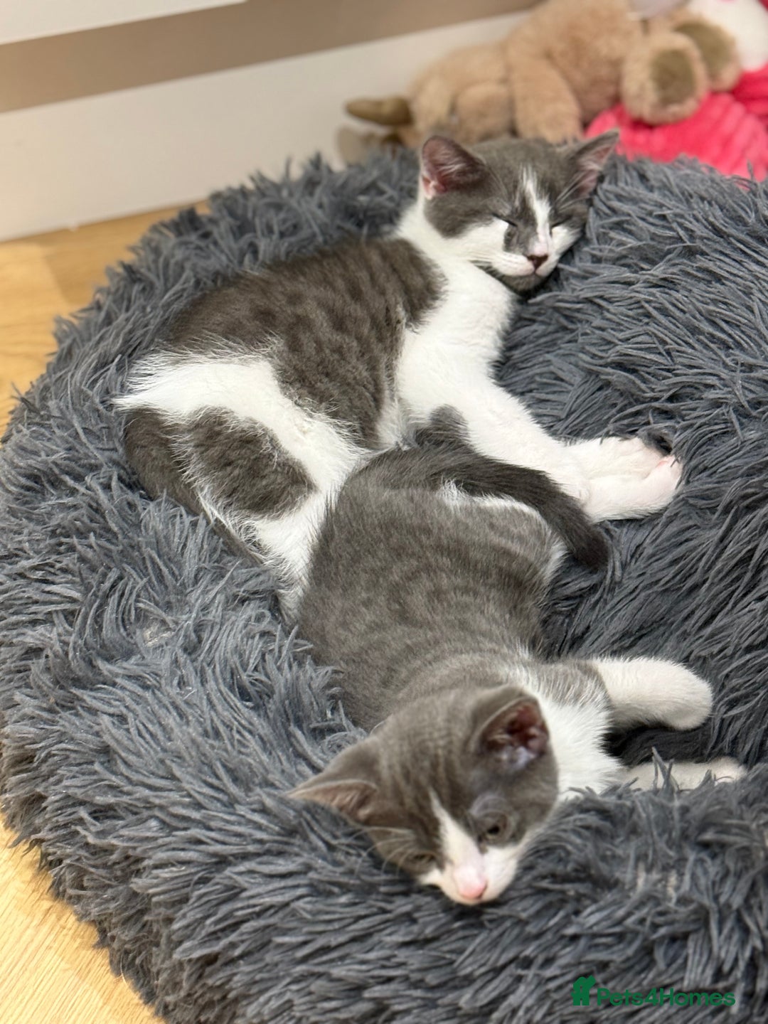 Domestic Shorthair cats for sale: Grey and White gorgeous kittens  - Image 13