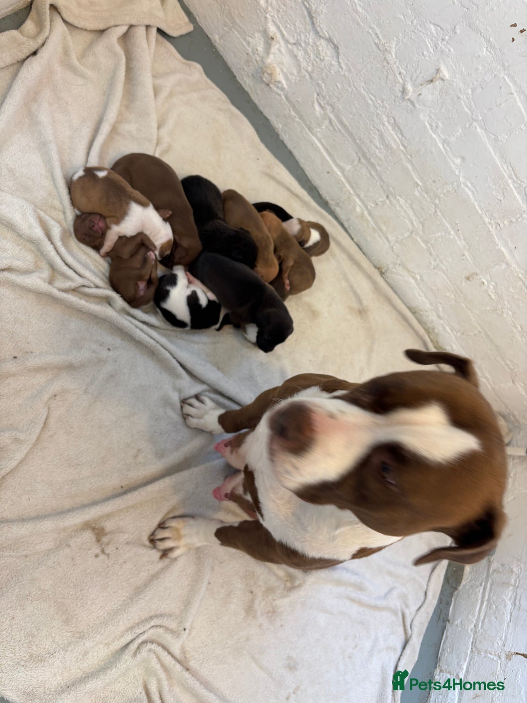 Mixed Breed dogs for sale: Beautiful Border collie/kelpie X staff cross pups - Image 32