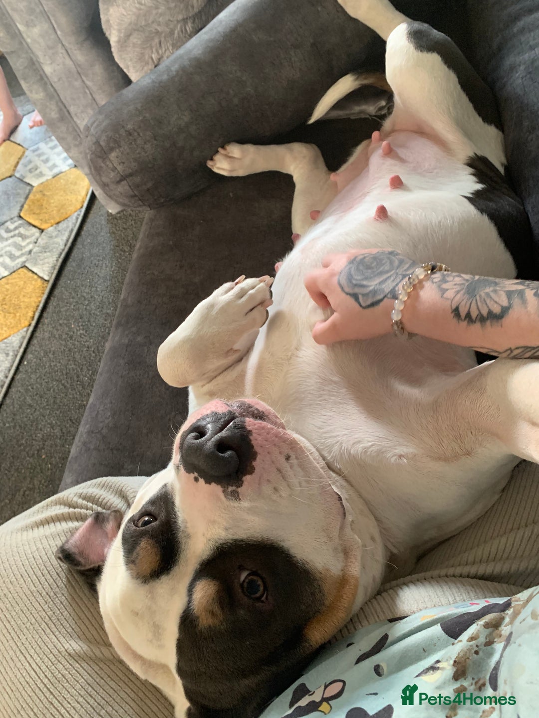 American Bulldog dogs for sale: Female (spayed) American bulldog  - Image 7