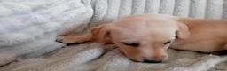 Labrador Retriever dogs for sale: Ready to go now Labrador pups for sale.  - Advert 29