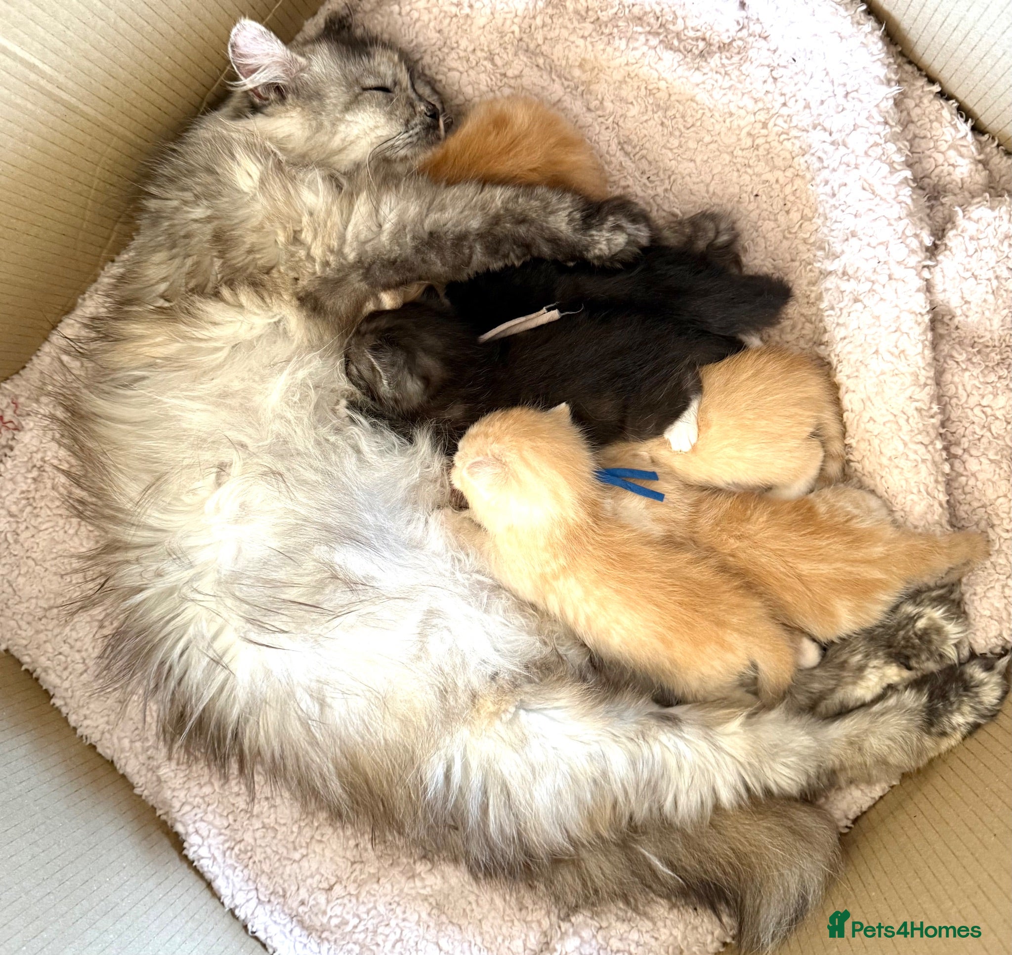 Maine Coon cats Stunning Maine Coon kittens - Advert 11