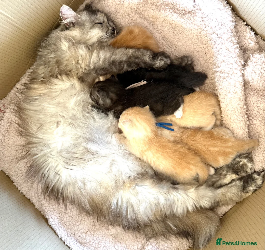 Maine Coon cats for sale: Stunning Maine Coon kittens in Droitwich - Advert 2