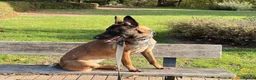 Belgian Shepherd Dog dogs for sale: Lexi  in Milton Keynes - Advert 9
