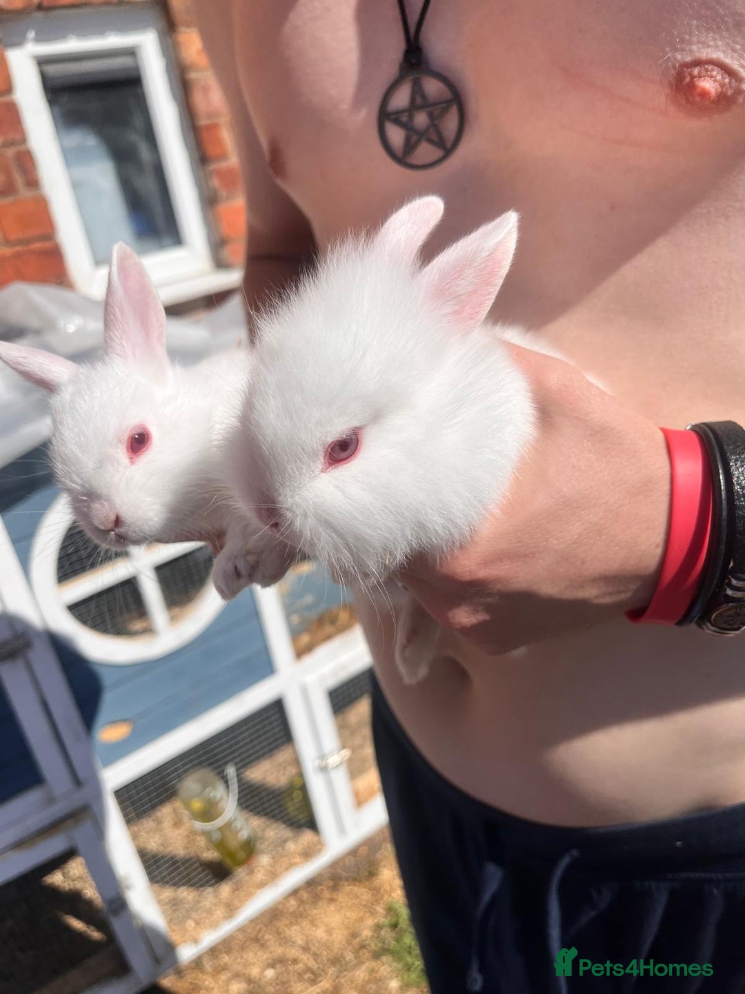 Lionhead rabbits for sale: Female rabbits for sale  - Image 15