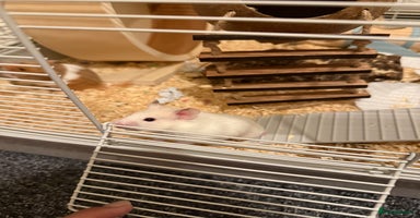 Hamster rodents - Advert 6