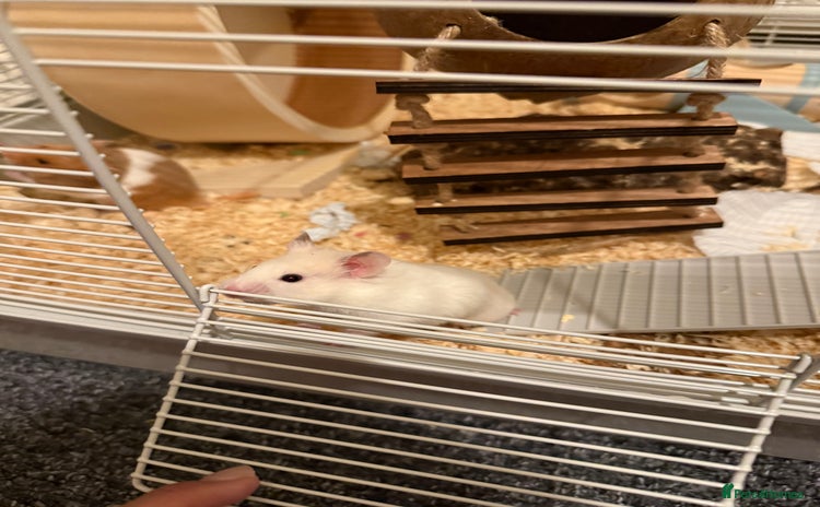 Hamster rodents - Advert 2