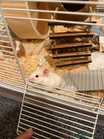 Hamster rodents - Advert 2