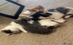 Mixed Breed cats for sale: Stunning mixed litter of kittens - Image 1