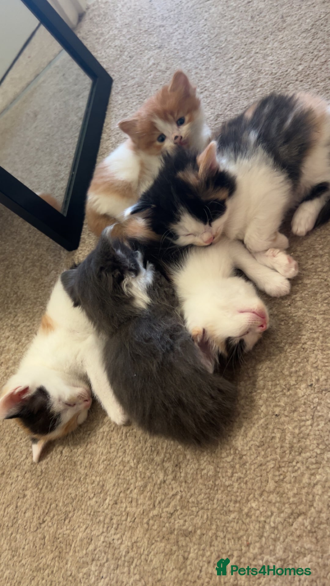 Mixed Breed cats for sale: Stunning mixed litter of kittens - Image 1