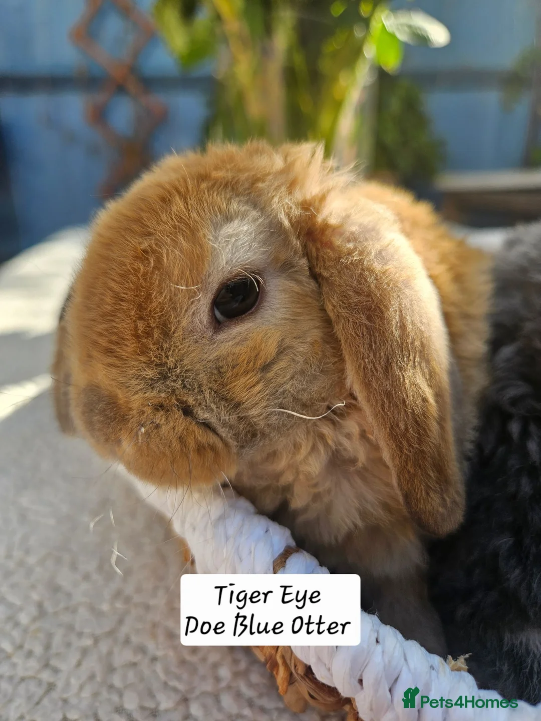 Mini Lop rabbits for sale: 5 weeks Pure bred Mini Plush Lops SUFFOLK PLUSH - Advert 1