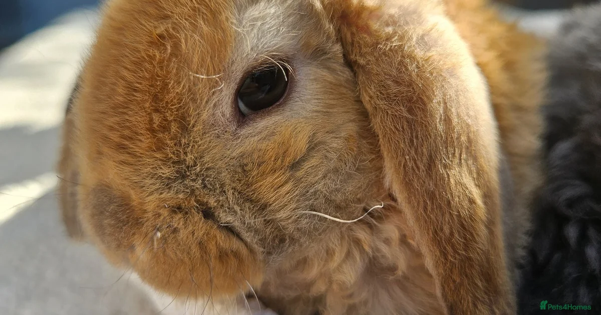 Rabbits for Sale for sale in Ipswich, Suffolk | Pets4Homes