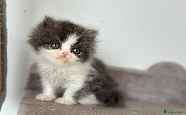 Persian cats - Advert 1