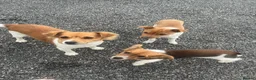 Jack Russell dogs for sale: Jack Russell puppies - Advert 2
