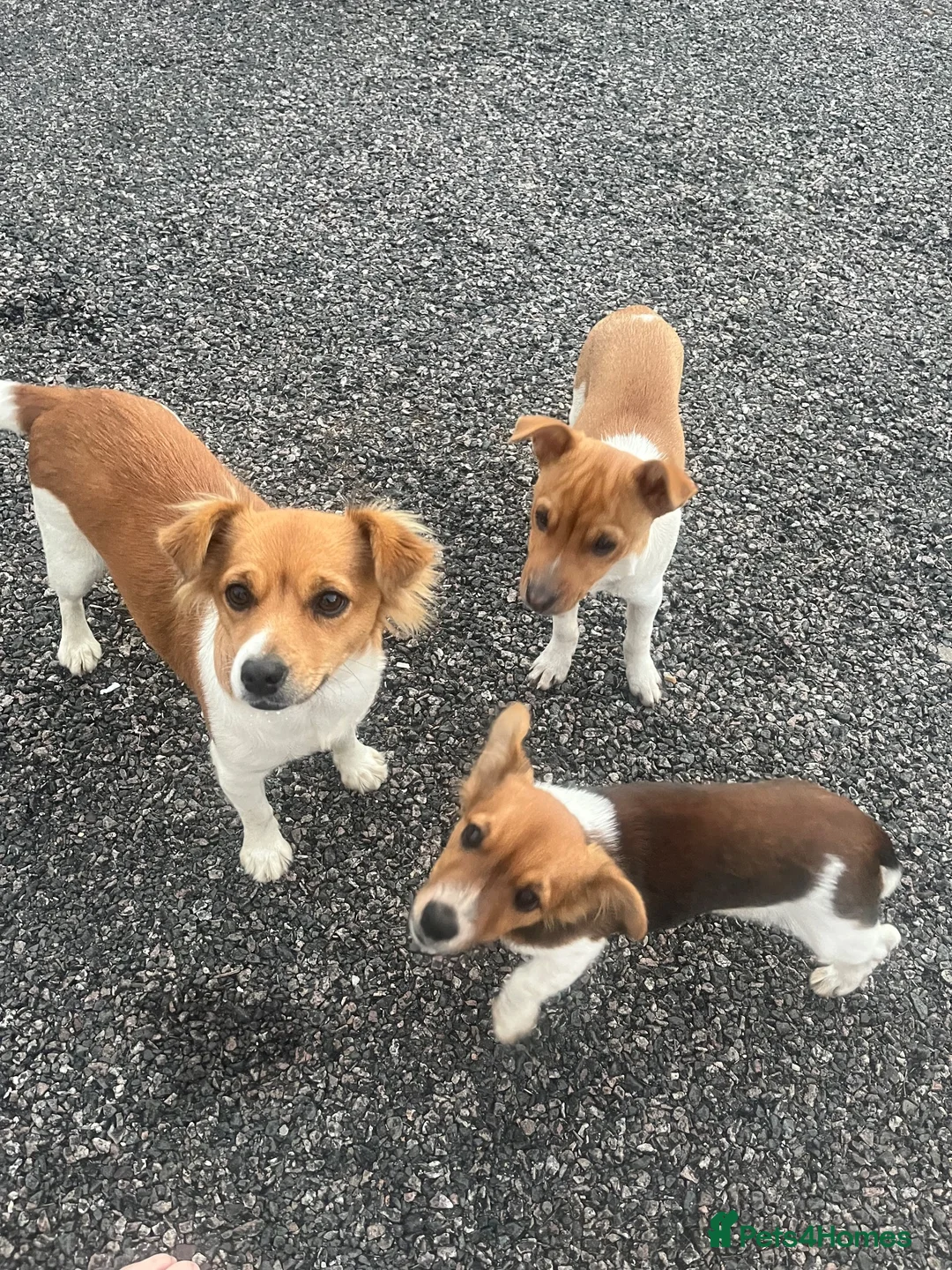 Jack Russell dogs for sale: Jack Russell puppies - Advert 2