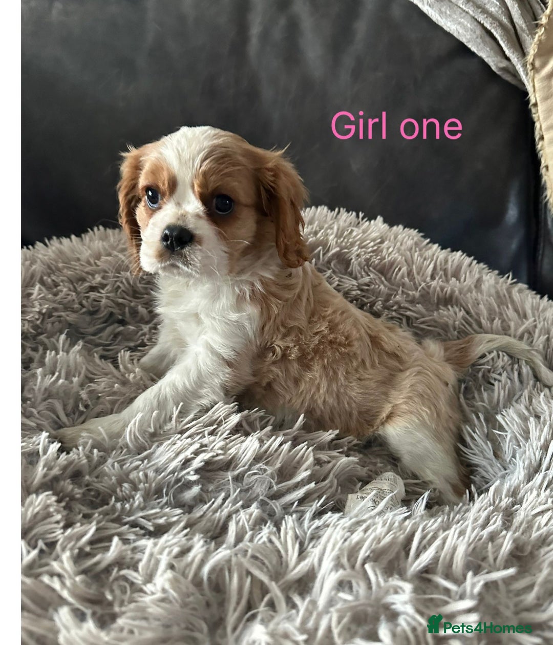 Cavalier King Charles Spaniel dogs for sale: cavalier king Charles pups parents DNA TESTED  - Advert 5