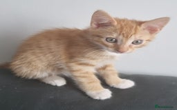 Domestic Shorthair cats for sale: 4 Perfect Little Kittens for Sale - Image 4