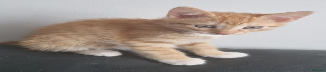 Ginger Boy