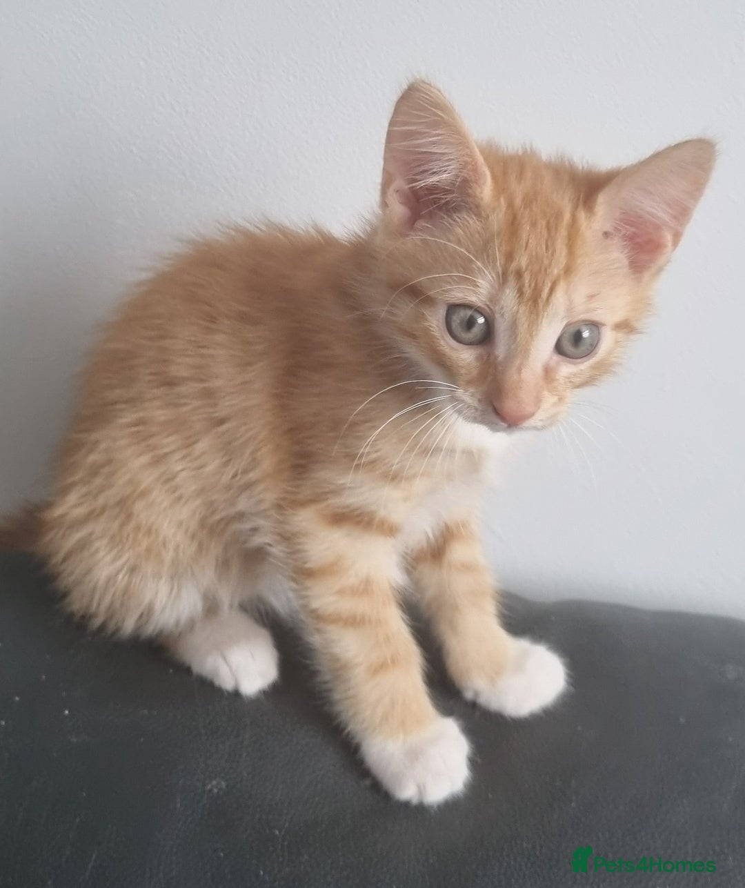 Domestic Shorthair cats for sale: 4 Perfect Little Kittens for Sale - Image 4