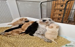 Schnoodle dogs for sale: BUBBLY BUNDLES OF FUR FUN - Image 6