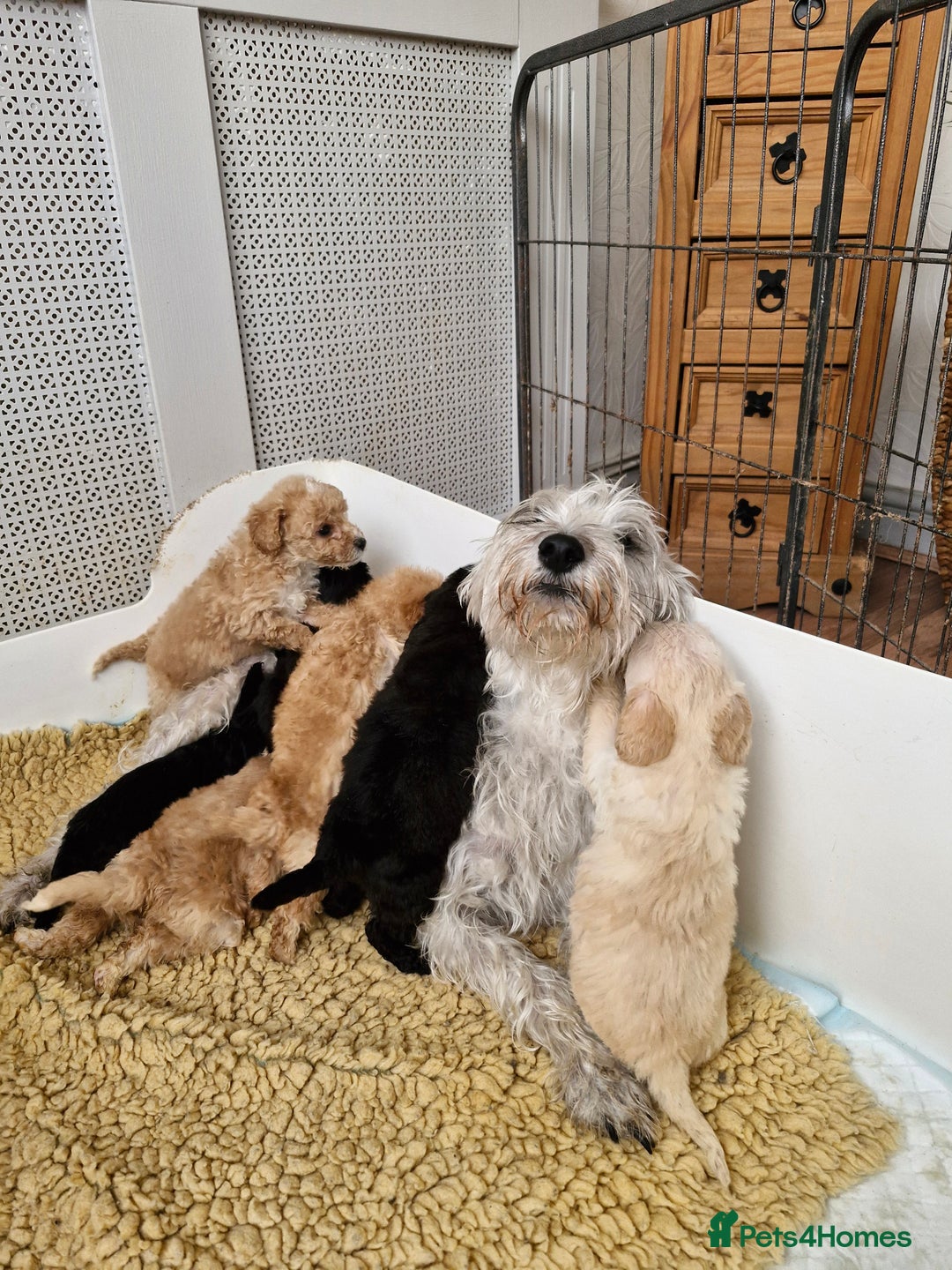Schnoodle dogs for sale: BUBBLY BUNDLES OF FUR FUN - Image 6