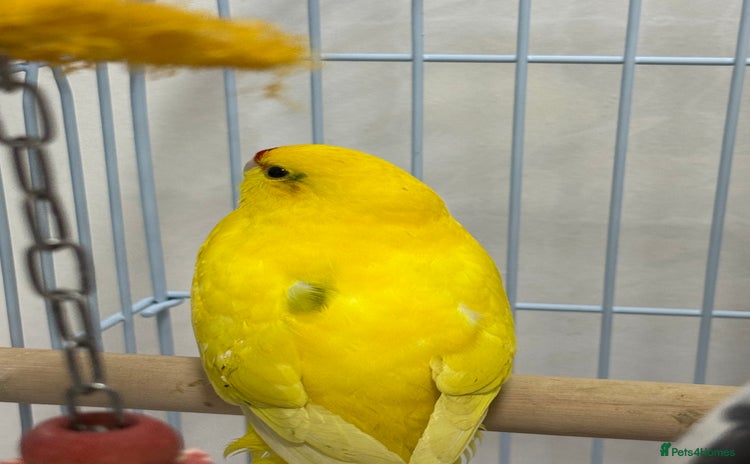 Parrots birds - Advert 7