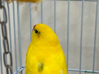 Parrots birds - Advert 38