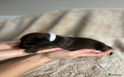 Dachshund dogs for sale: Miniature Dachshunds - Image 19