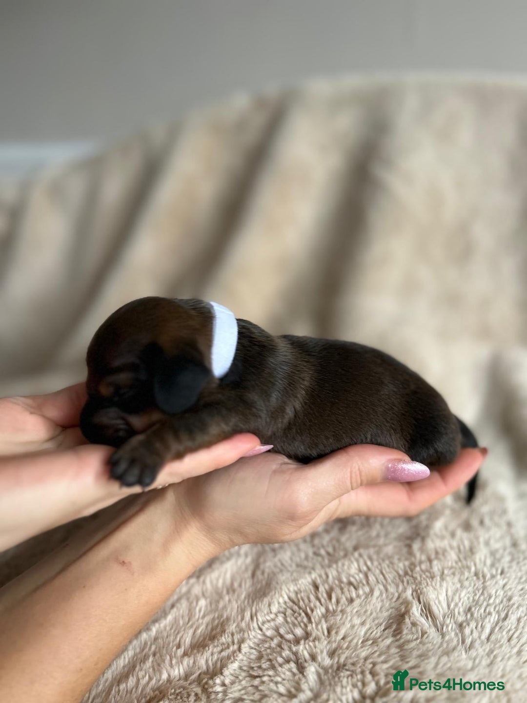 Dachshund dogs for sale: Miniature Dachshunds - Image 19