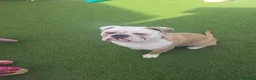 Olde English Bulldogge dogs for stud: Our Old English Bulldogge for Stud - Advert 4