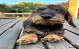 Miniature Dachshund dogs for sale: Cuddly KC Reg Mini-Wire Dachsund Boy - Image 7
