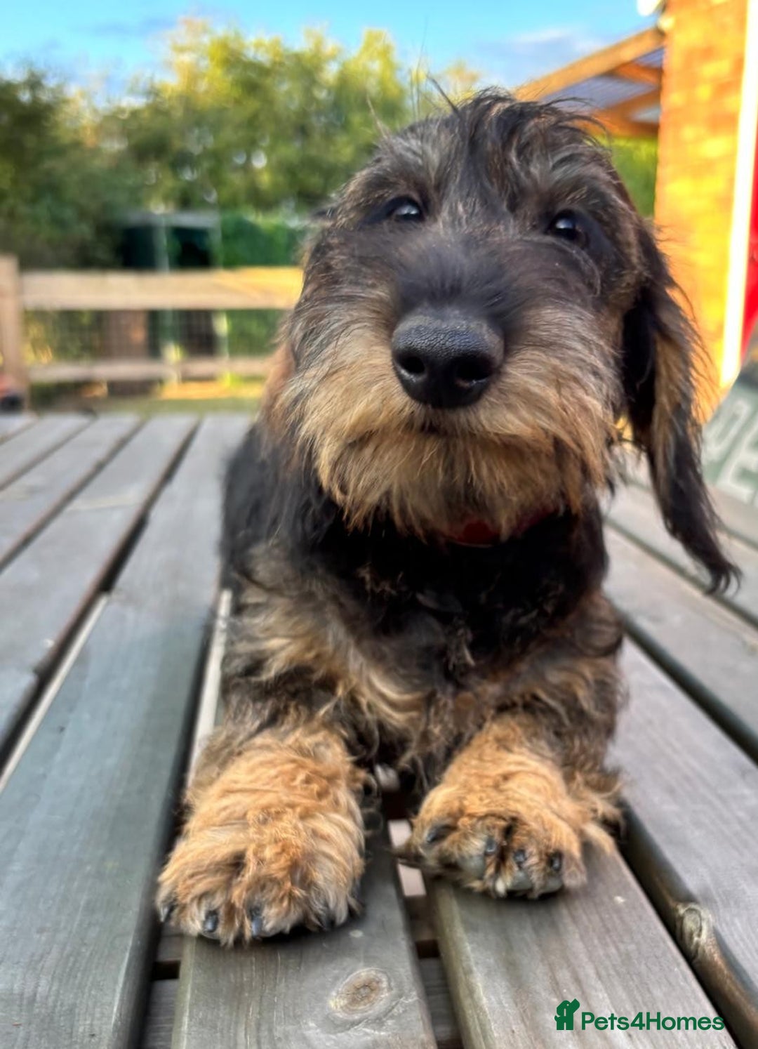 Miniature Dachshund dogs for sale: Cuddly KC Reg Mini-Wire Dachsund Boy - Image 7