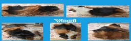 Guinea Pig rodents for sale: Baby Skinny and Furry Boy Guinea Pigs - Advert 5
