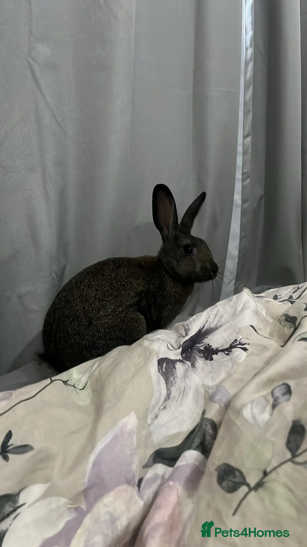 Lionhead rabbits for sale: 2 friendly litter trained bunnies  - Advert 9