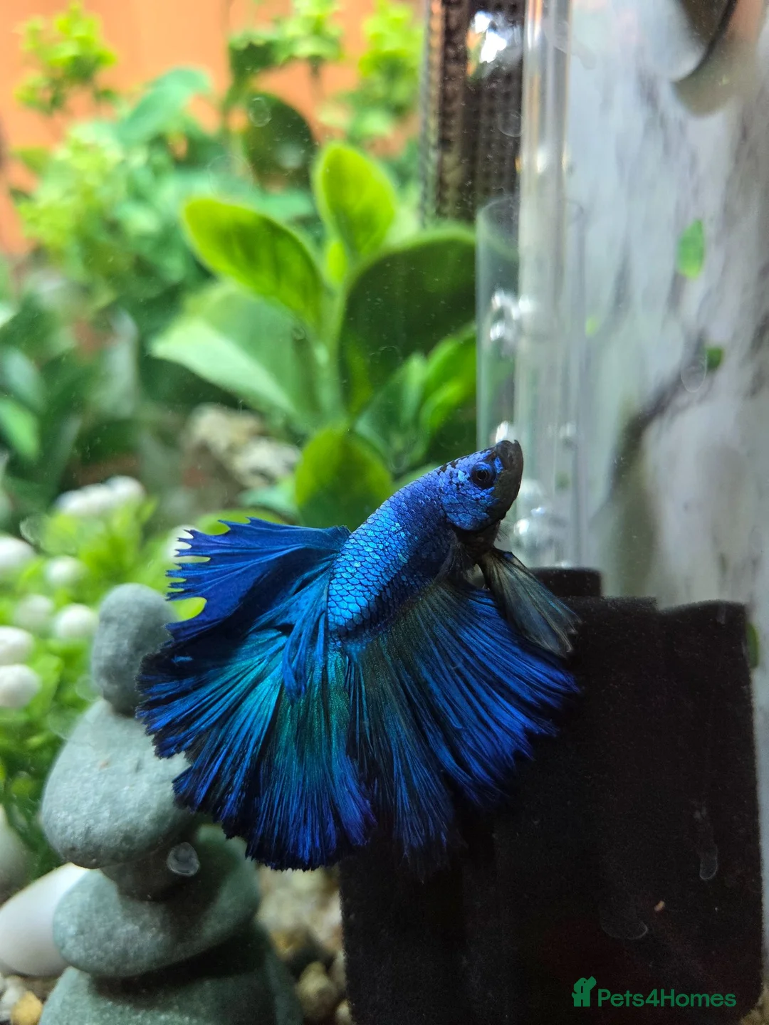 Bettas fish for sale: Male Super Delta Betta & Accessories  in Staines - Advert 2