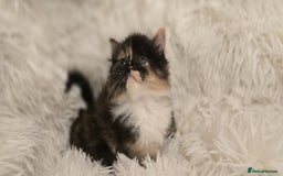 Maine Coon cats for sale: Beautiful Maincoon babys - Image 1