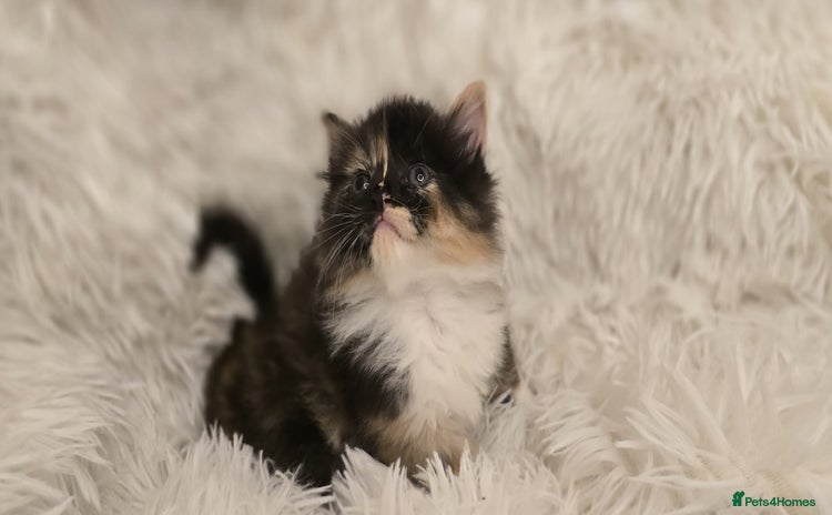Maine Coon cats - Advert 8
