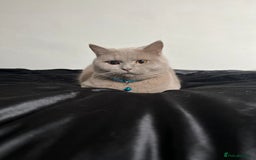 British Shorthair cats for sale: British Shorthair Lilac Cat 3yr Old - Image 3