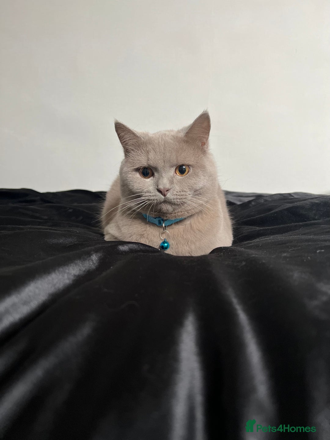 British Shorthair cats for sale: British Shorthair Lilac Cat 3yr Old - Image 3