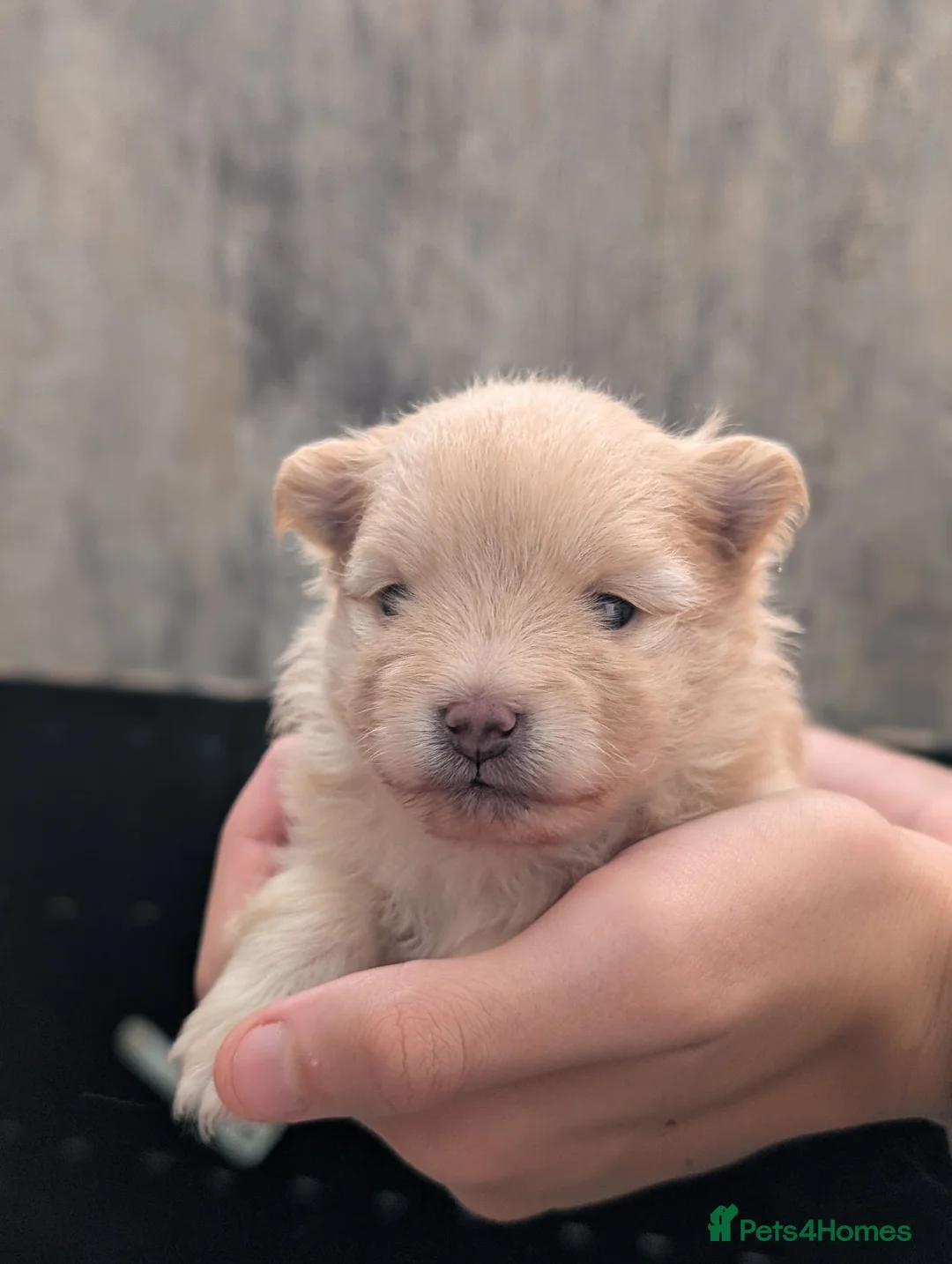 Pomeranian dogs for sale: Pomeranian puppies for sale  - Advert 2