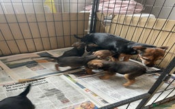 Mixed Breed dogs for sale: Miniature Jack Russell x Border terrier - Image 5