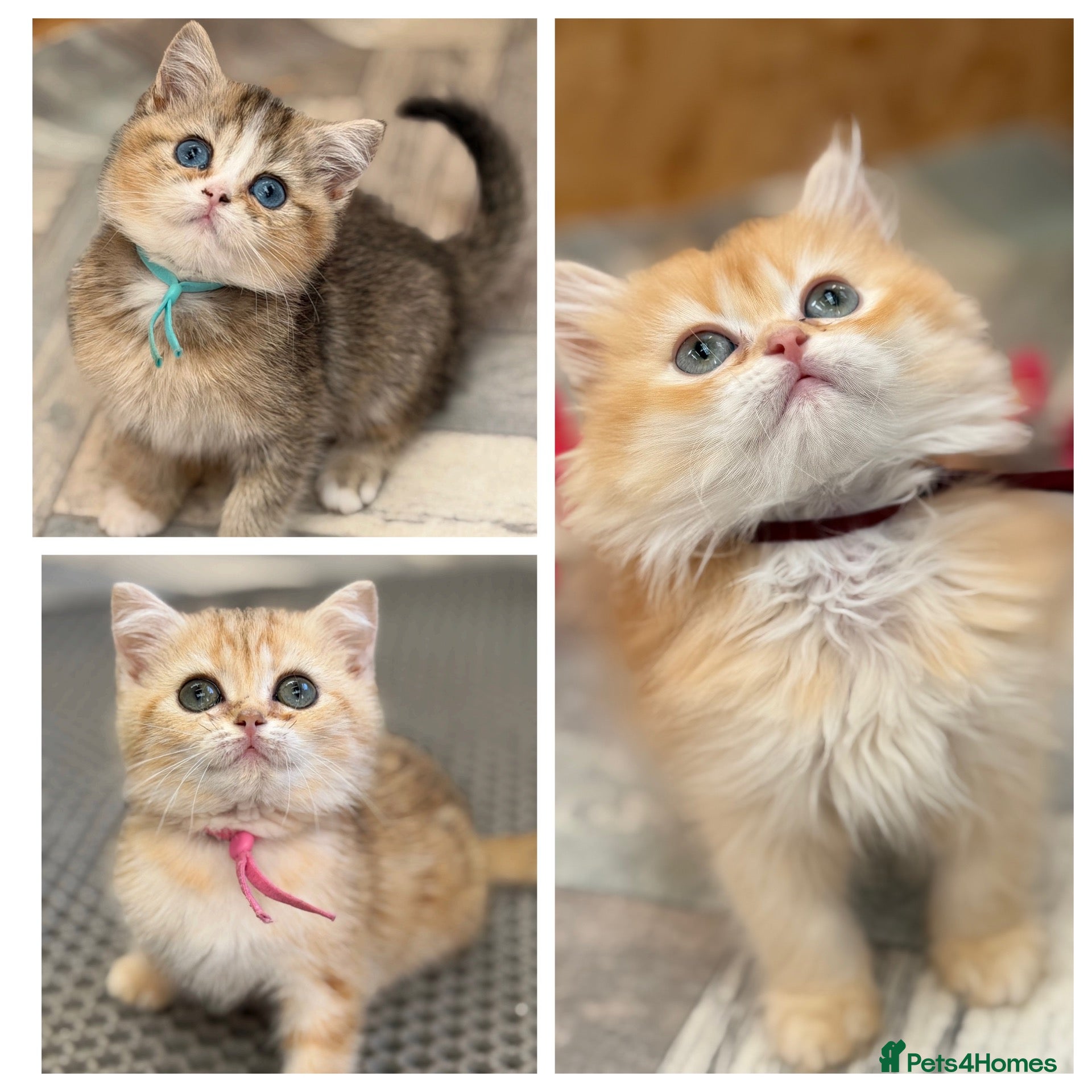 British Shorthair cats British shorthair/longhair golden kittens  - Advert 1
