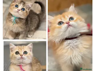 British Shorthair cats British shorthair/longhair golden kittens - Advert 1