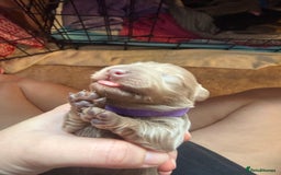 Miniature Dachshund dogs for sale: Miniature daschund - Advert 12