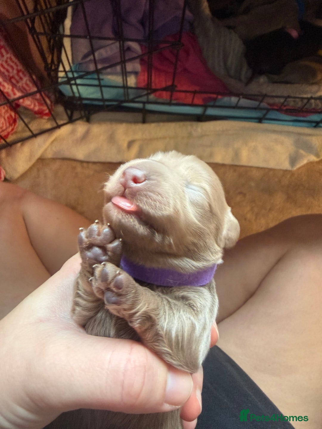 Miniature Dachshund dogs for sale: Miniature daschund - Advert 12