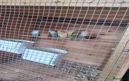 Lovebirds birds for sale: Lovebirds mixed  - Image 1