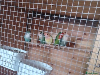 Lovebirds birds - Advert 33