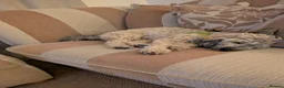 Poochon dogs for sale: 2 Beautiful Happy Bouncy Poochons in Bristol - Advert 3